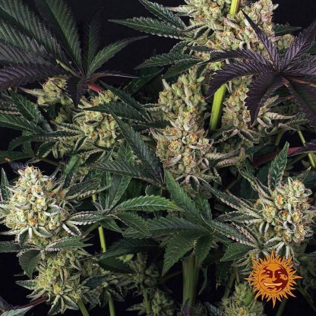 Dos Si Dos 33 Feminised Seeds