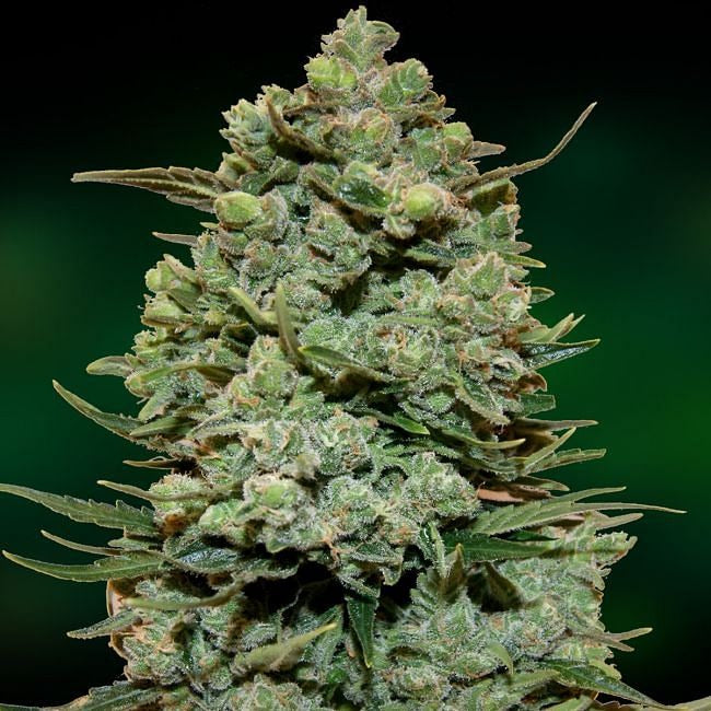 Cookies Kush Feminised Seeds