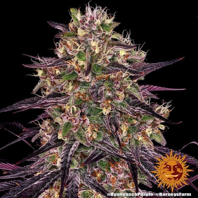 Ayahuasca Purple Feminised Seeds