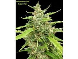 Sugar Haze Regular Seeds