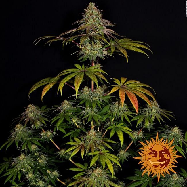 Wedding Cake Feminised Seeds