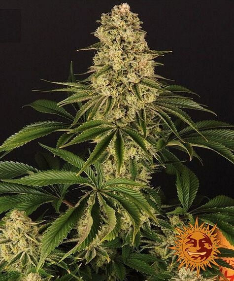 Tropicanna Banana Feminised Seeds