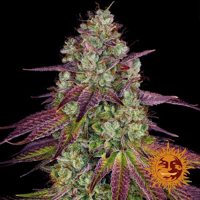 Mimosa EVO Feminised Seeds