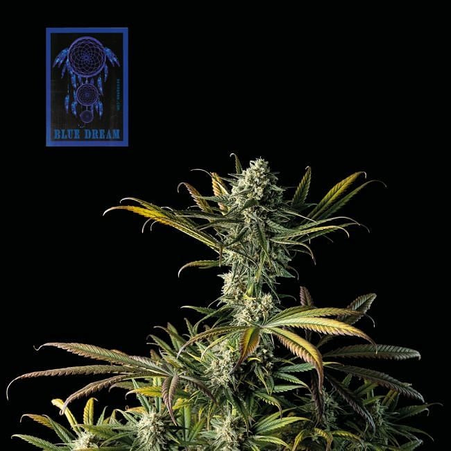 Blue Dream Feminised Seeds