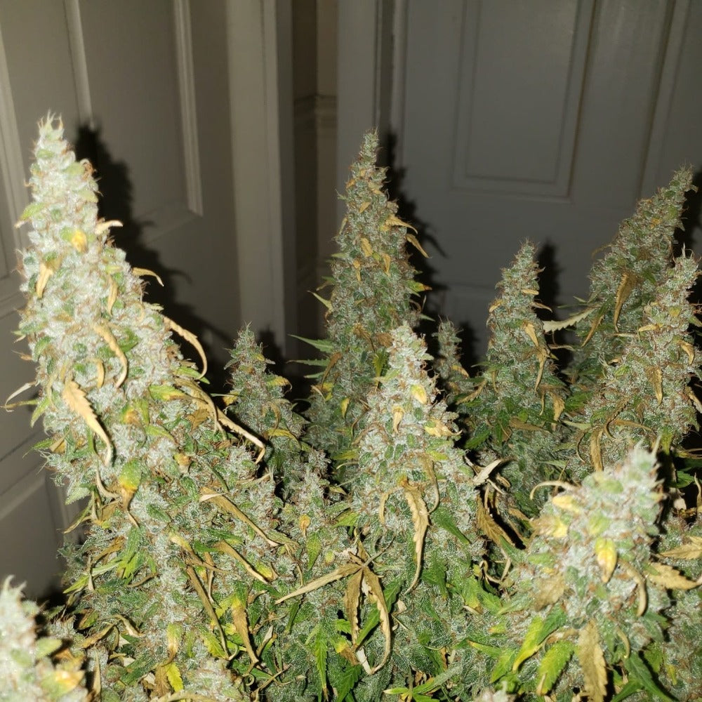 Critical Auto