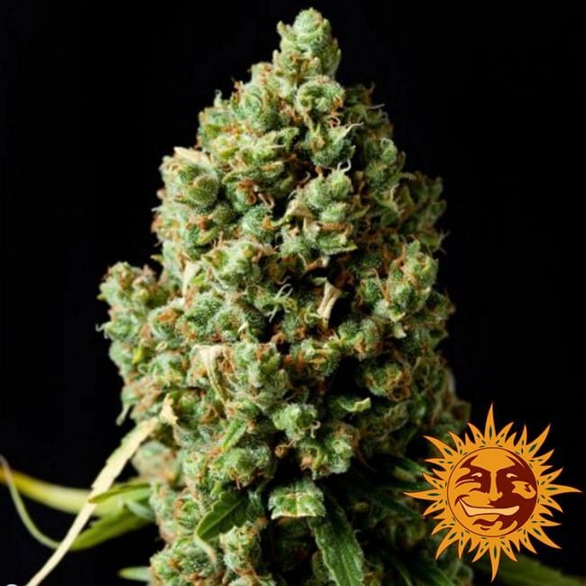 Pineapple Express Auto Feminised Seeds