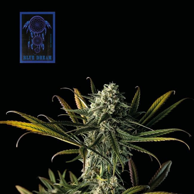 Blue Dream Feminised Seeds