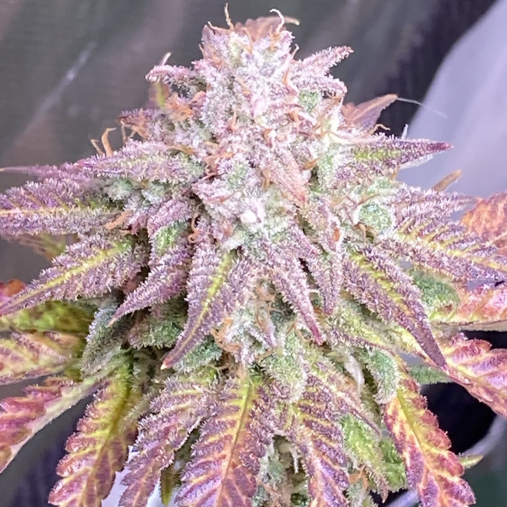 Cherry Cola Auto