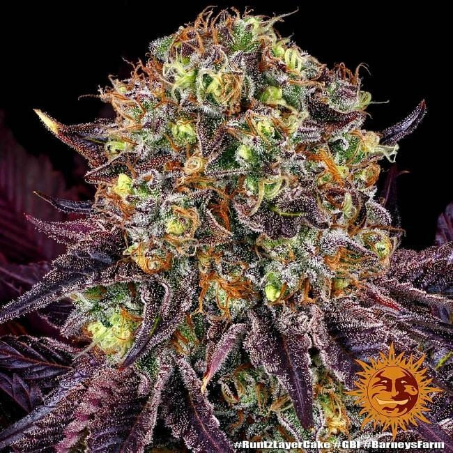 Runtz X Layer Cake Feminised Seeds