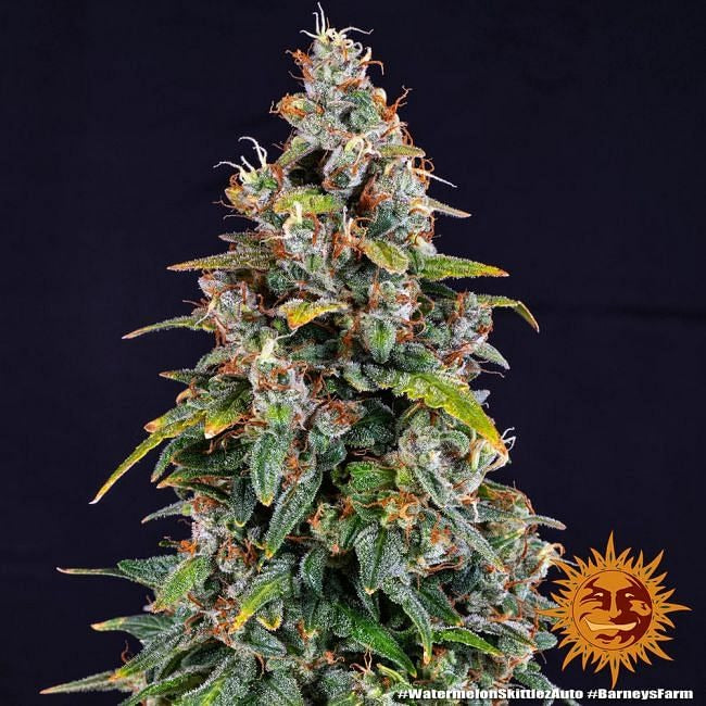 Watermelon Zkittlez Auto Feminised Seeds