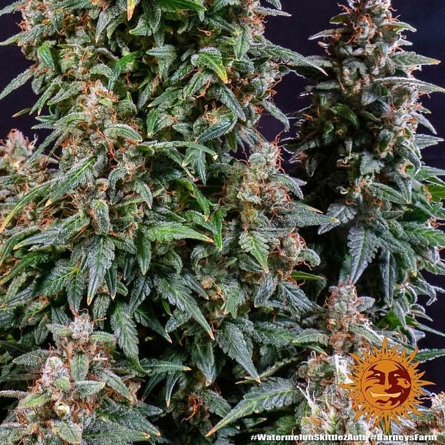 Watermelon Zkittlez Auto Feminised Seeds