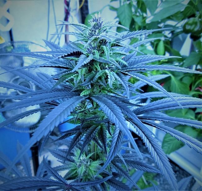 Purple Ghost Candy Feminised Seeds