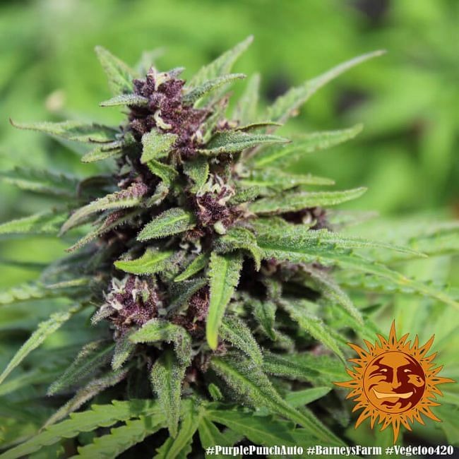 Purple Punch Auto Feminised Seeds