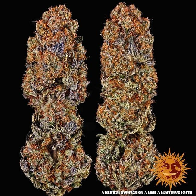 Runtz X Layer Cake Feminised Seeds