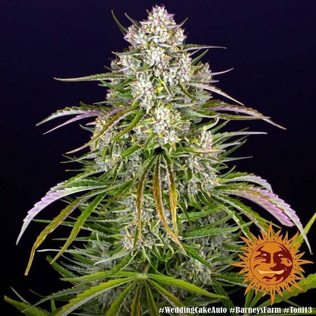 Wedding Cake Auto Feminised Seeds