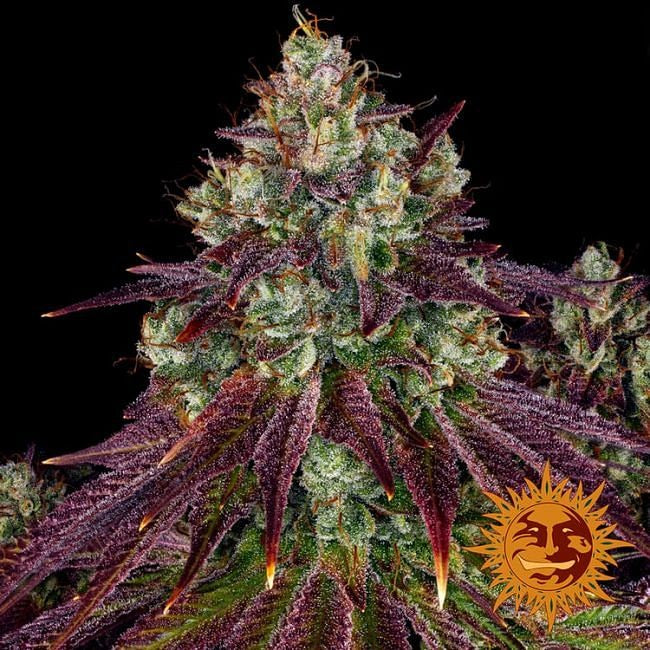 Mimosa EVO Feminised Seeds