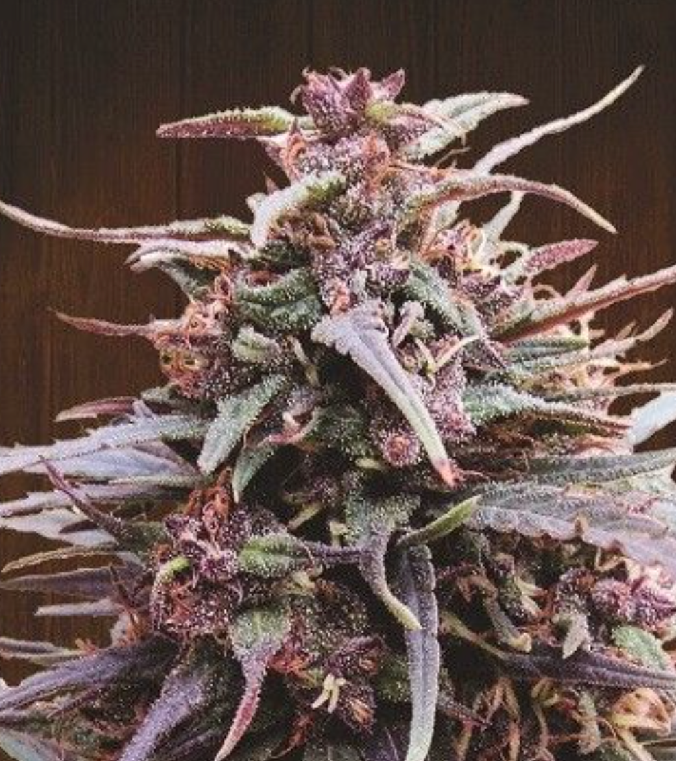 Purple Haze x Malawi Regular Seeds 5 Seeds - Ace Seeds