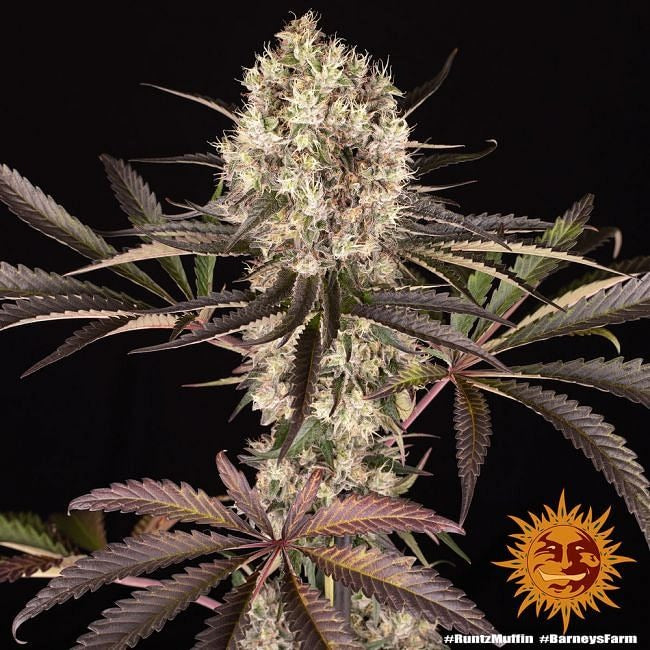 Runtz Muffin Feminised Seeds