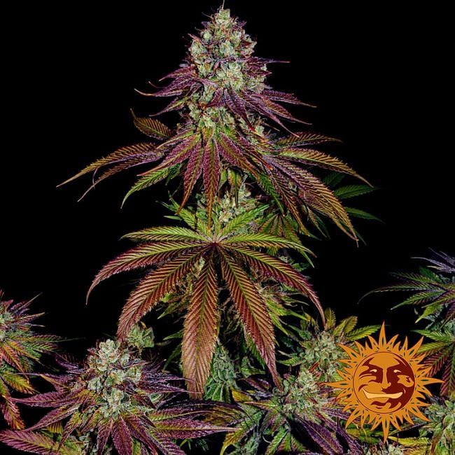 Mimosa EVO Feminised Seeds