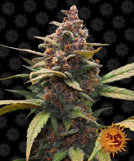 Ayahuasca Purple Feminised Seeds