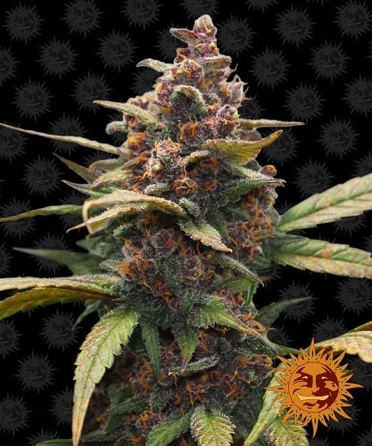 Ayahuasca Purple Feminised Seeds