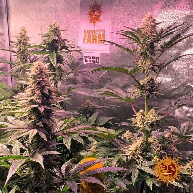 Dos Si Dos 33 Feminised Seeds