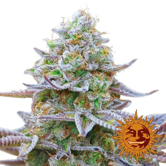 Gorilla Zkittlez Feminised Seeds