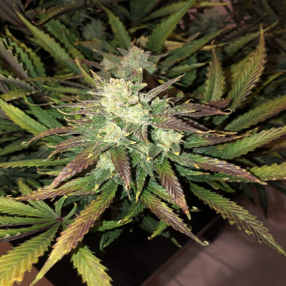 Gorilla Auto