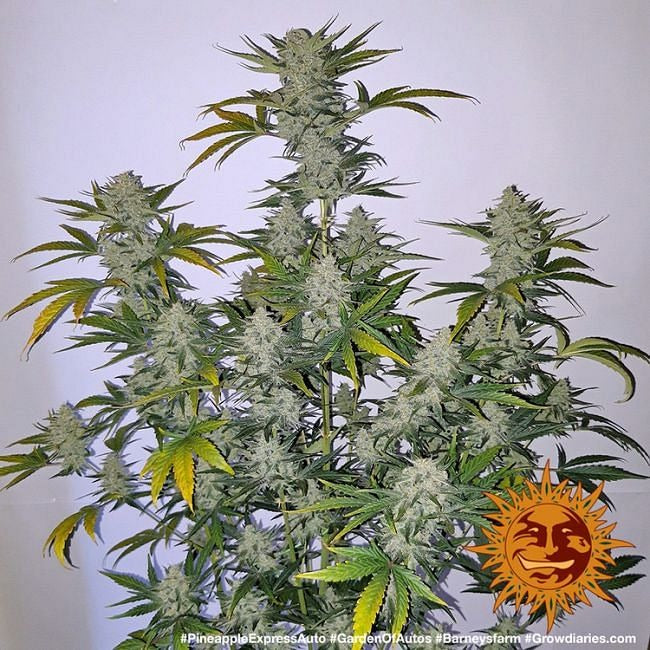 Pineapple Express Auto Feminised Seeds