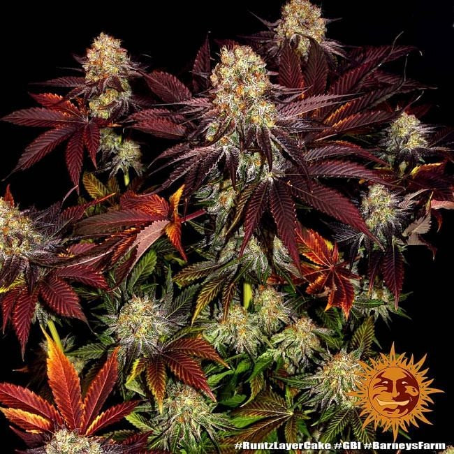 Runtz X Layer Cake Feminised Seeds