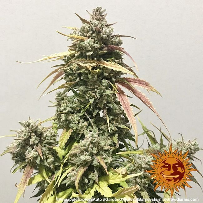 Pineapple Express Auto Feminised Seeds