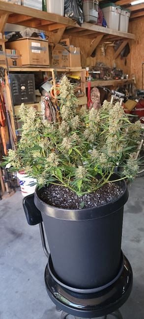 Alaskan Diesel Auto Feminised Seeds