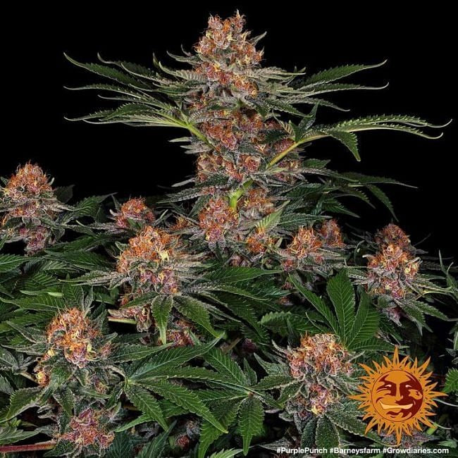 Purple Punch Auto Feminised Seeds