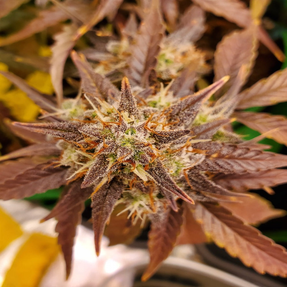 Smoothie Auto