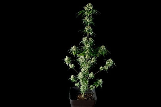 Bubba Cheesecake Feminised Seeds