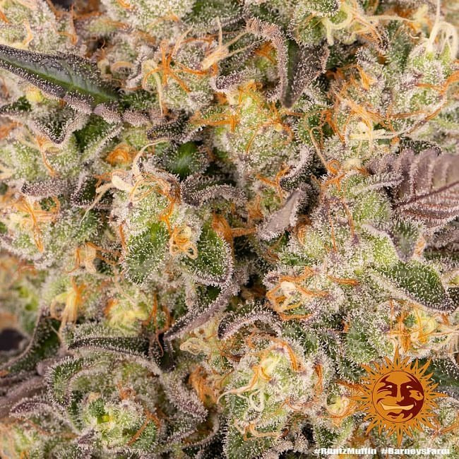 Runtz Muffin Feminised Seeds