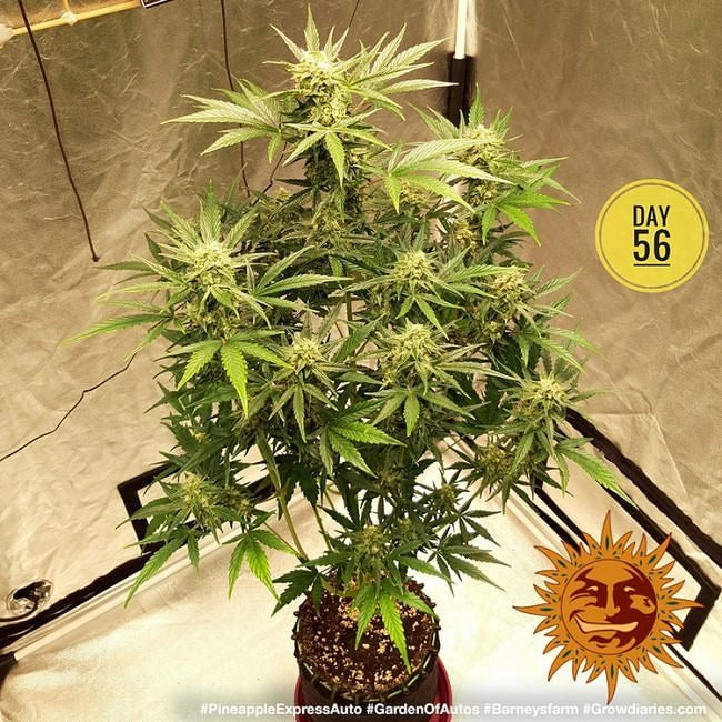 Pineapple Express Auto Feminised Seeds