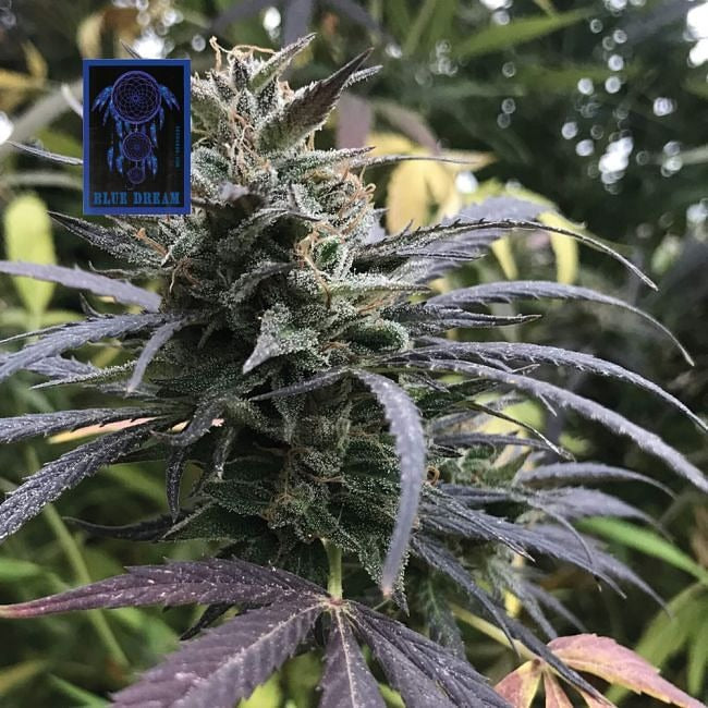 Blue Dream Feminised Seeds