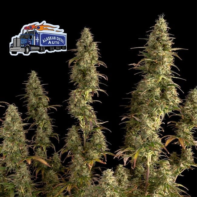 Alaskan Diesel Auto Feminised Seeds