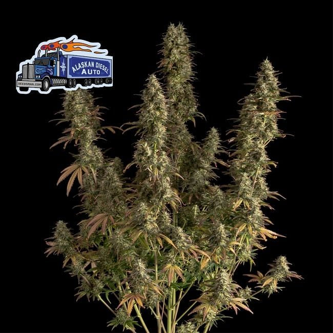 Alaskan Diesel Auto Feminised Seeds