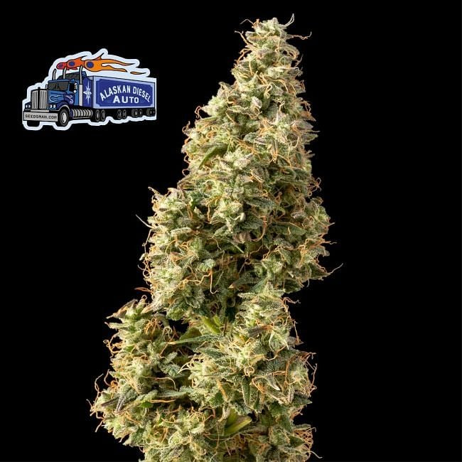 Alaskan Diesel Auto Feminised Seeds