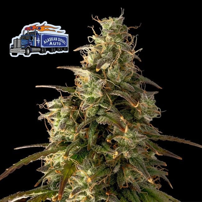 Alaskan Diesel Auto Feminised Seeds