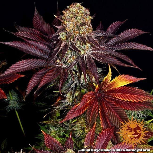 Runtz X Layer Cake Feminised Seeds