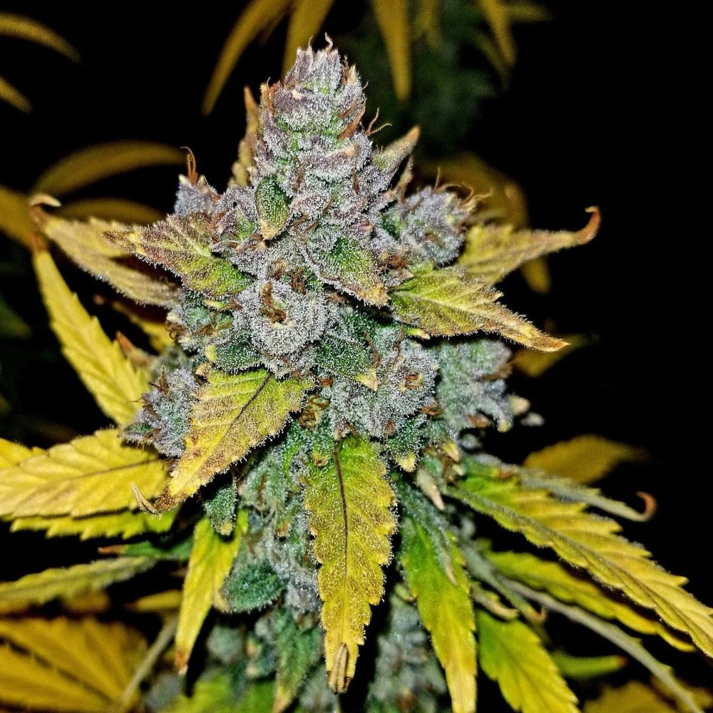 Blue Dream Auto