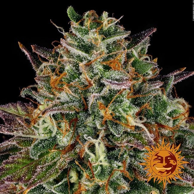 Wedding Cake Feminised Seeds