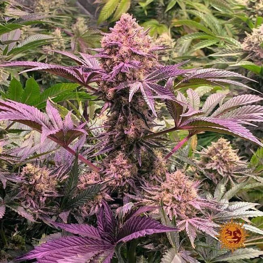 Dos Si Dos 33 Feminised Seeds