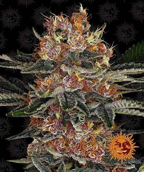 Purple Punch Auto Feminised Seeds