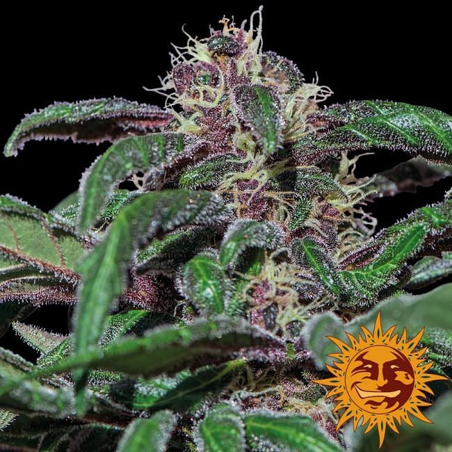 Ayahuasca Purple Feminised Seeds