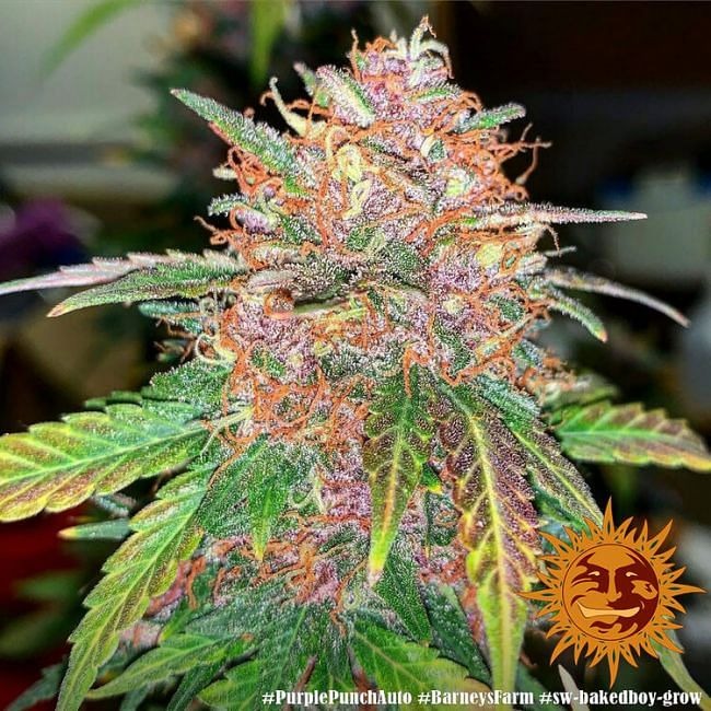 Purple Punch Auto Feminised Seeds