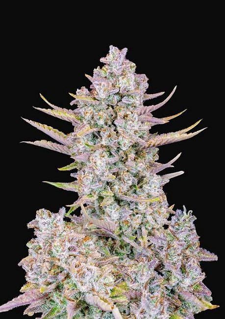 Purple Punch Auto Feminised Seeds